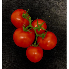 Tomato Vine 500g