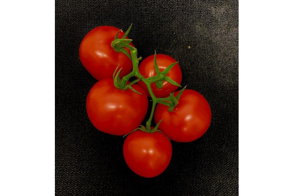 Tomato Vine 500g