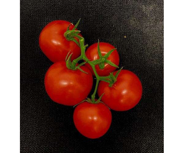 Tomato Vine 500g