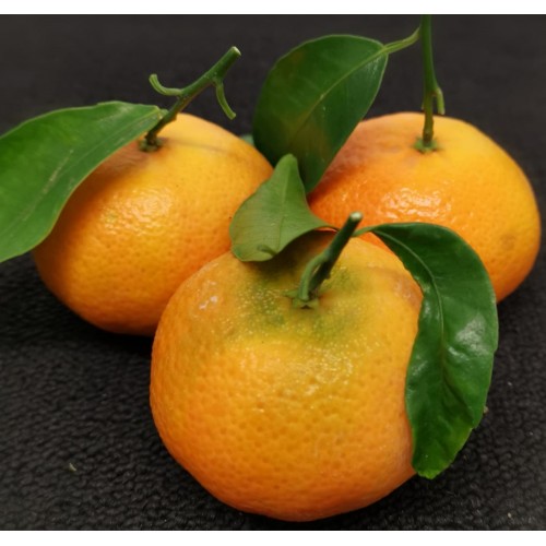 Leafy Clementines Each