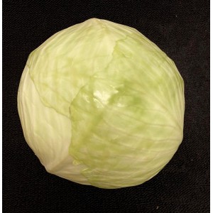 Cabbage White Each